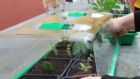 BFS: Vegetative Vermehrung